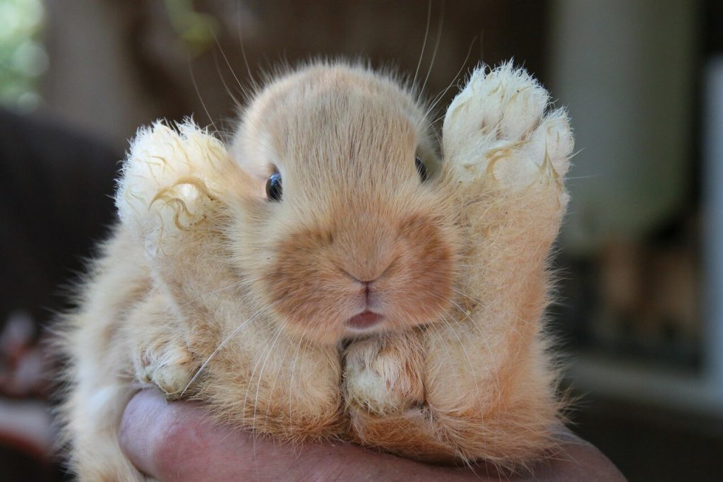 人によくなつくうさぎで、飼いやすいのも特徴