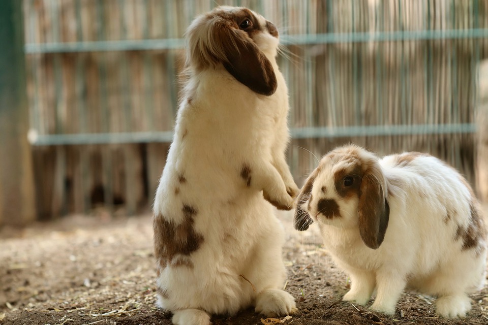 多頭飼いをするときのポイント