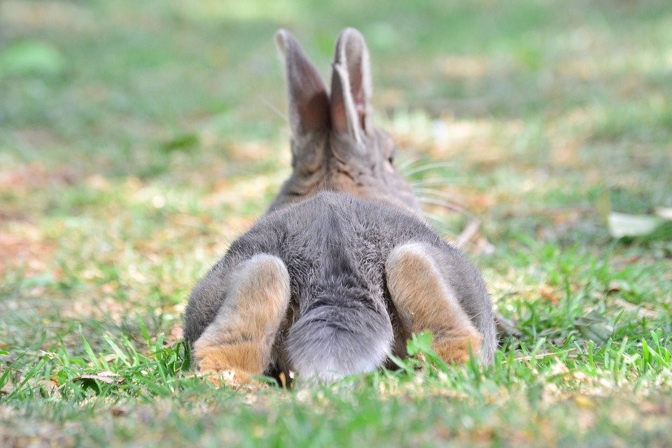 うさぎが「寂しいから死ぬ」はウソ！