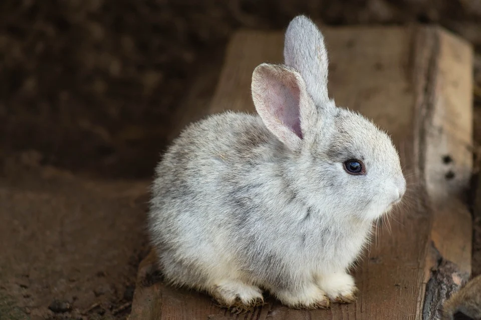 うさぎのライフサイクルについて