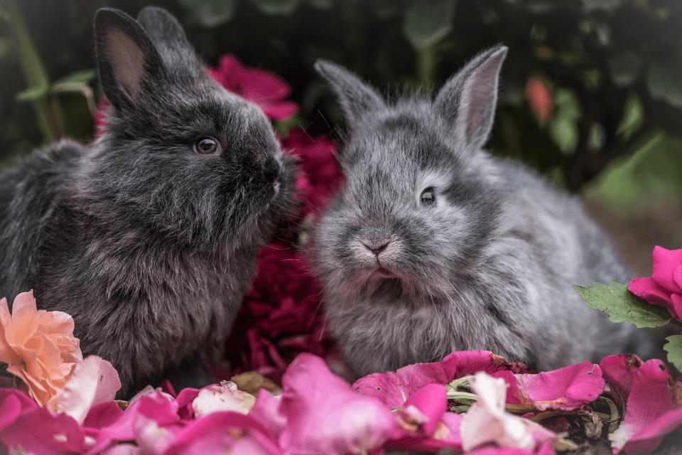 うさぎと仲良くなるための3つの方法