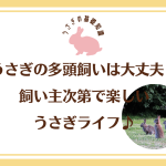 うさぎの多頭飼いは大丈夫？飼い主次第で楽しいうさぎライフ♪