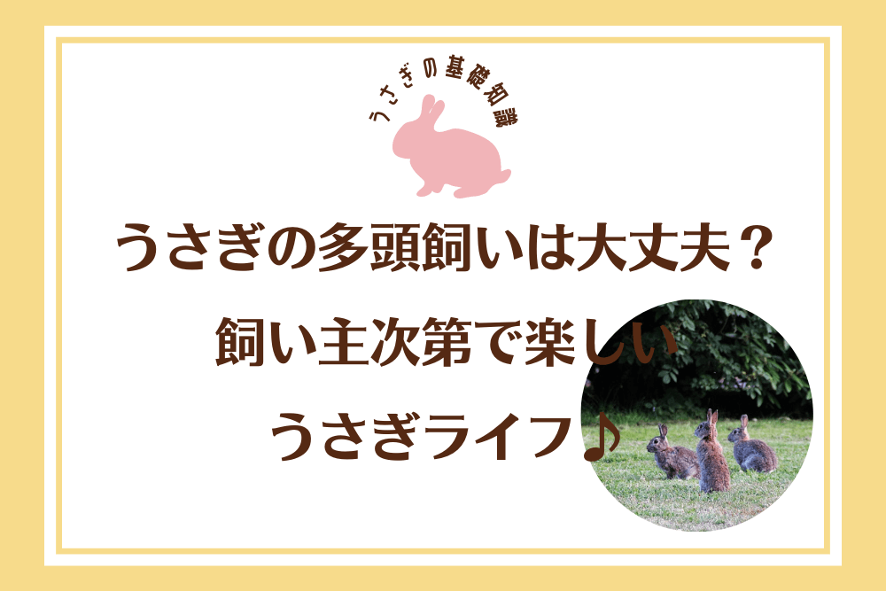 うさぎの多頭飼いは大丈夫？飼い主次第で楽しいうさぎライフ♪