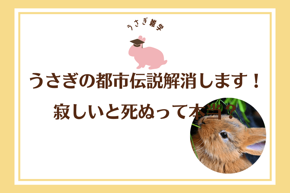 【うさぎ雑学】寂しいと死ぬはウソ！都市伝説が広まった元ネタはとあるドラマだった？