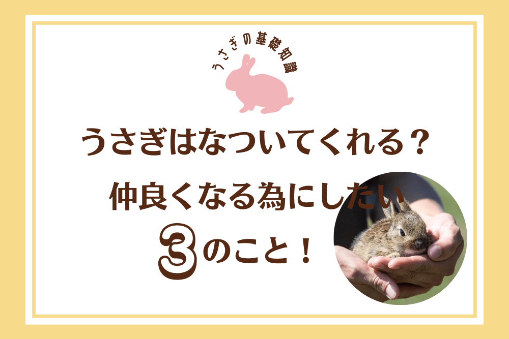 うさぎはなついてくれる？仲良くなる為にしたい3のこと！