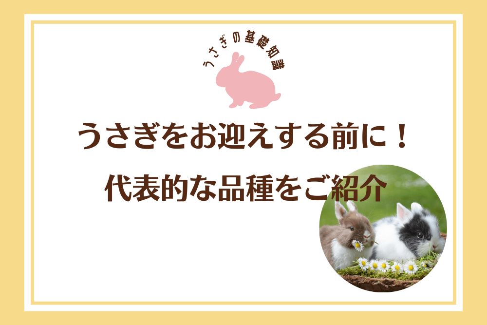 うさぎの種類どれだけ知っていますか？一緒に暮らせる品種をご紹介！