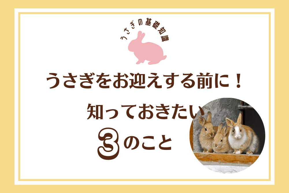 うさぎをお迎えする前に！知っておきたい3つのこと