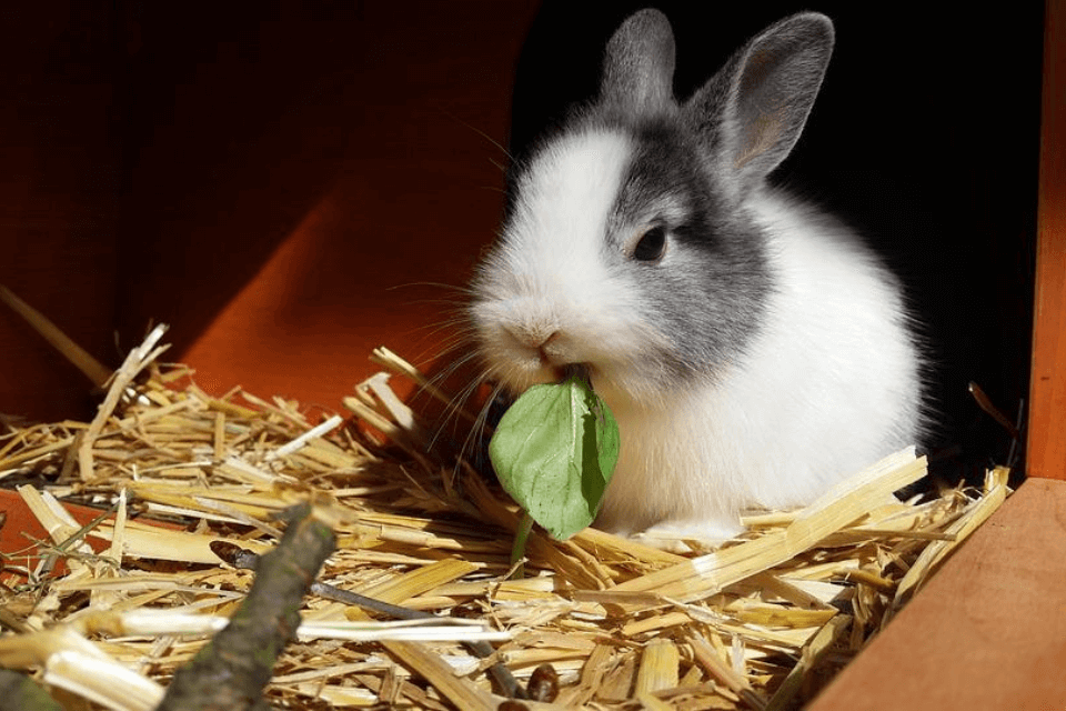 飼い主はコミュニケーションのつもりでも……うさぎと暮らすうえでの注意点