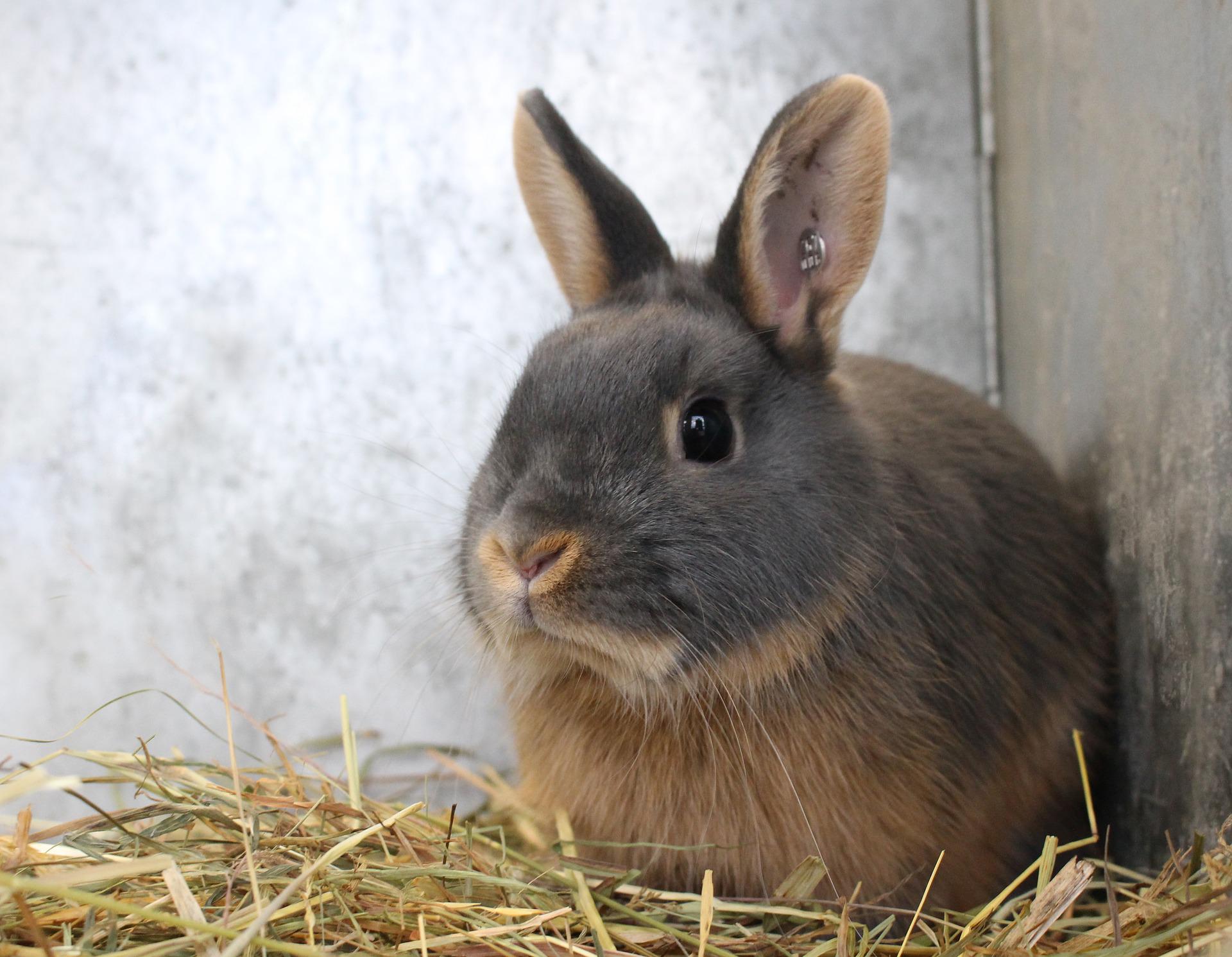 うさぎは繊細な生き物です！うさんぽには注意を払って