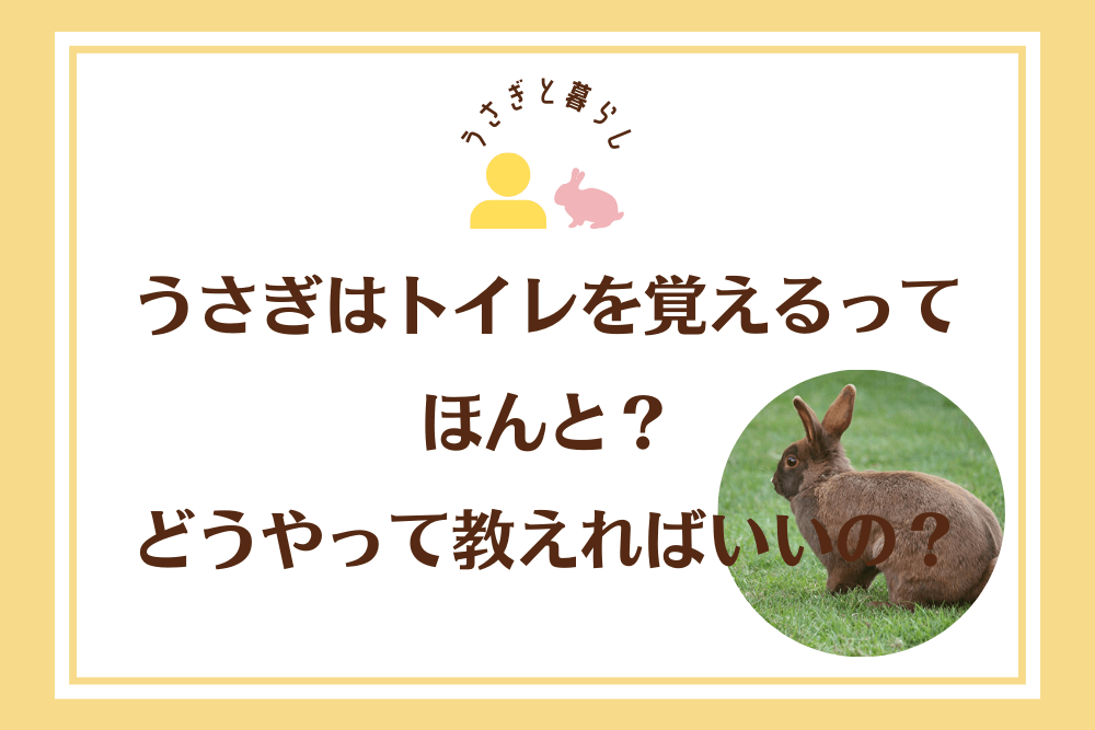 うさぎはトイレを覚えるってほんと？どうやって教えればいいの？