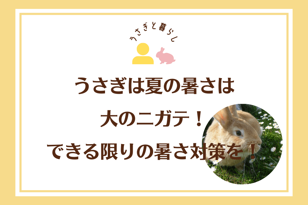 うさぎは夏の暑さは大のニガテ！できる限りの暑さ対策を！