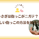 うさぎは抱っこがニガテ？！正しい抱っこの方法を知ろう！