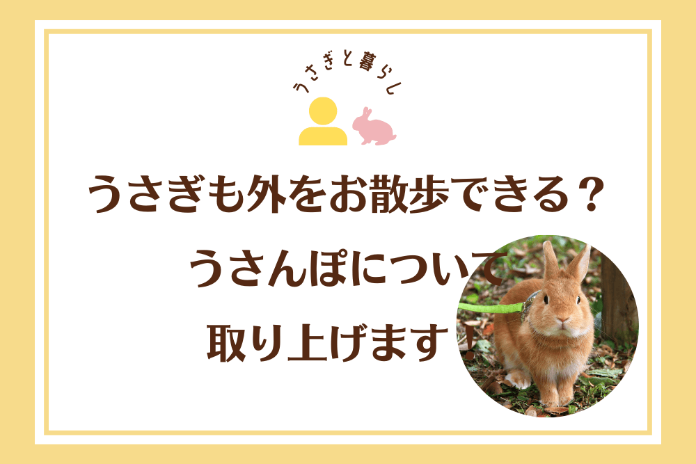 うさぎも外をお散歩できる？うさんぽについて取り上げます！