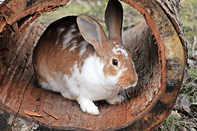 「rabbit(ラビット)」と「bunny(バニー)」は、どう違うの？