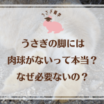 1． うさぎの脚には肉球がないって本当？なぜ必要ないの？