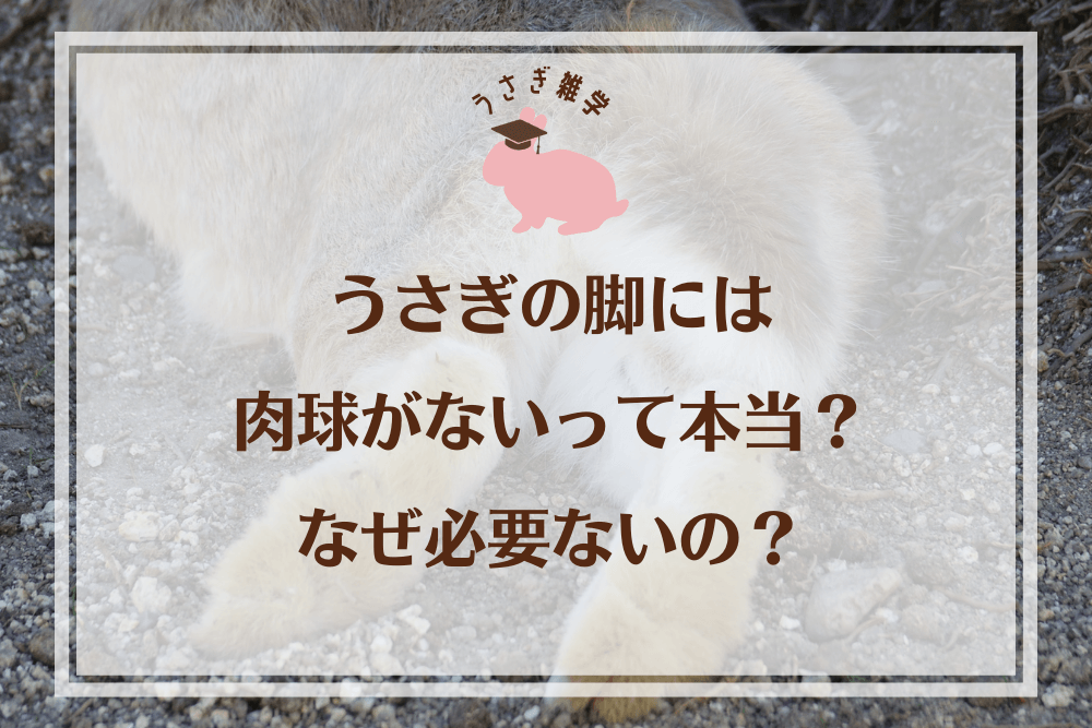 1． うさぎの脚には肉球がないって本当？なぜ必要ないの？