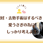 避妊・去勢手術はするべき？愛うさぎの為に しっかり考えよう