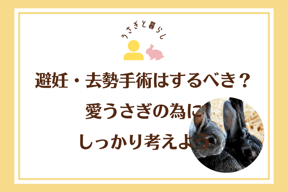 避妊・去勢手術はするべき？愛うさぎの為に しっかり考えよう